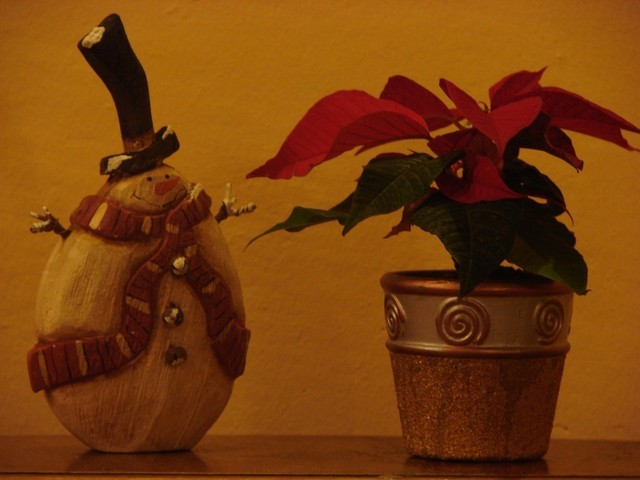 Snješko i euphorbia